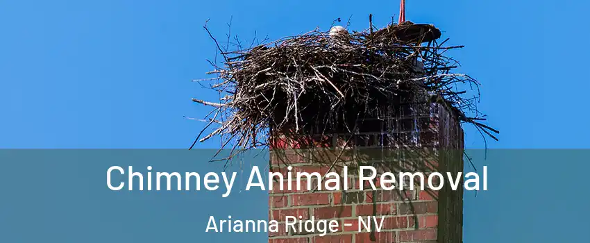 Chimney Animal Removal Arianna Ridge - NV