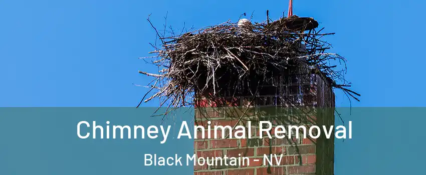 Chimney Animal Removal Black Mountain - NV