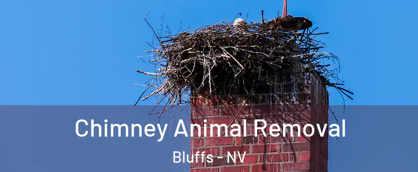 Chimney Animal Removal Bluffs - NV