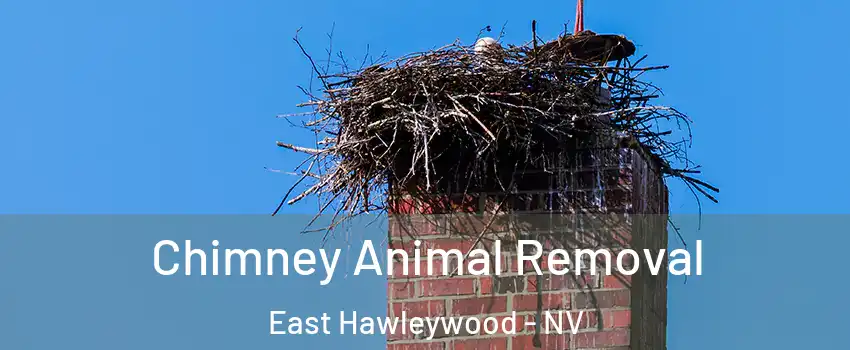Chimney Animal Removal East Hawleywood - NV